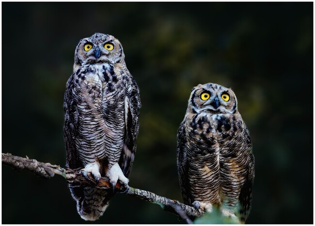 Lots of owls on property that you can hear - 575 N Canyon Creek Rd