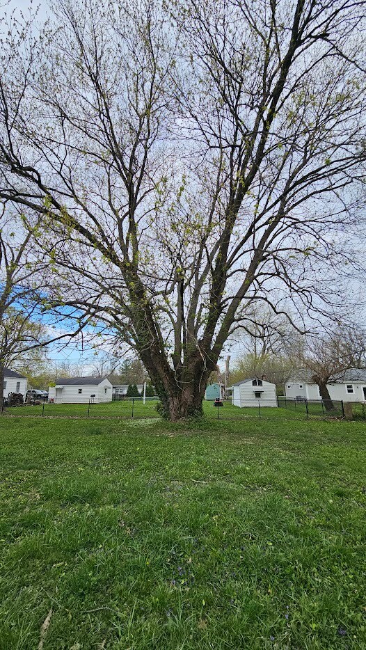 Beautiful Tree - 5474 Terrace Ave