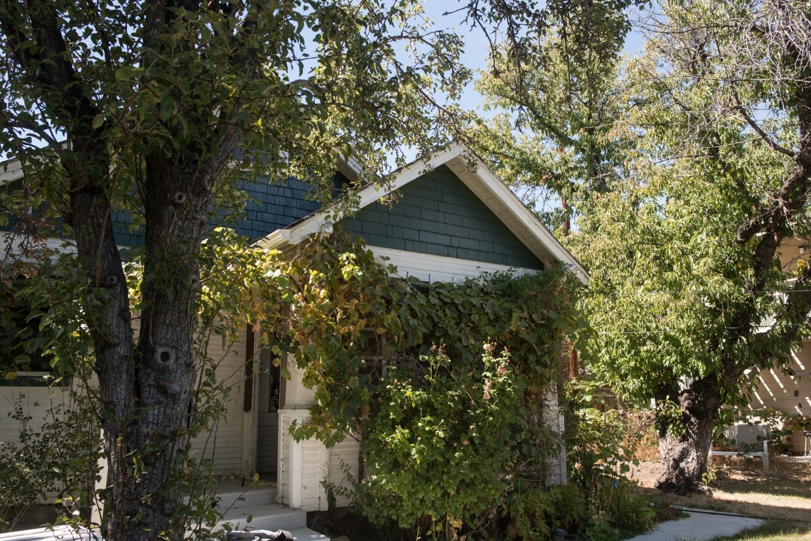 Lovely cottage exterior. Mature landscaping the property has grape vines surrounding and developed fruit trees. See pear tree in foreground - 127 1/2 Keystone Ave