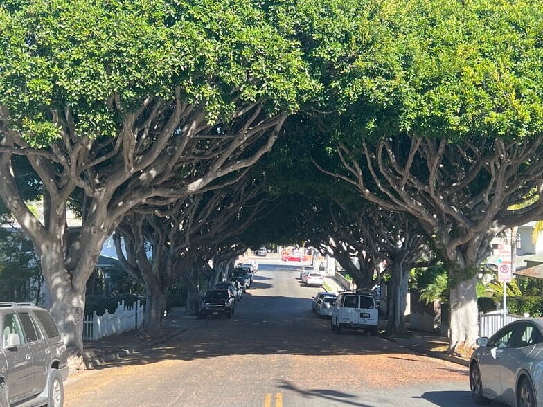 Tree lined street - 721 Cedar St