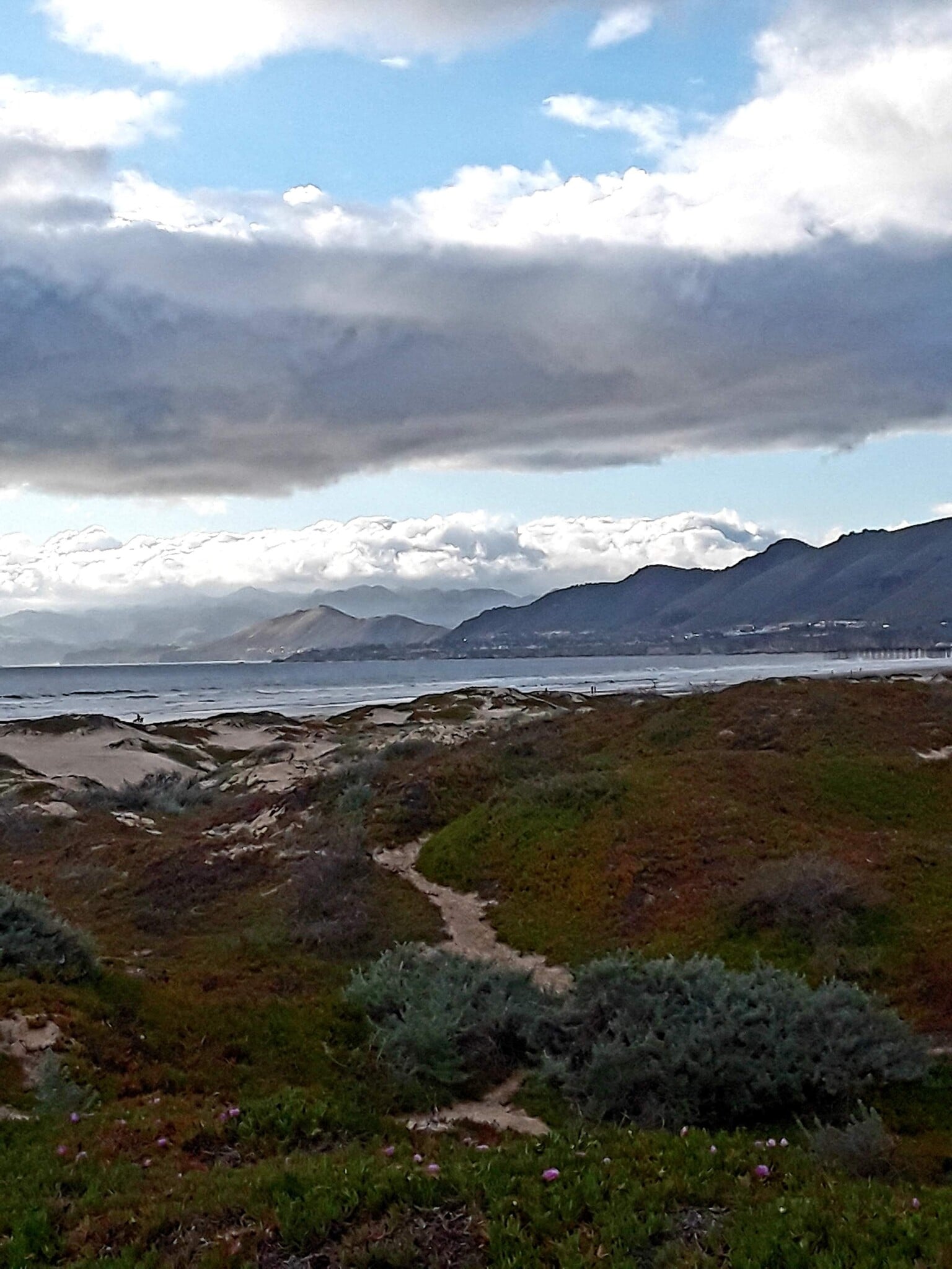 Monarch Butterfly field walk -nearby - 1945 La Jolla Ct