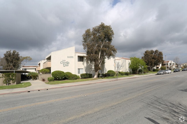 Primary Photo - Citrus Tree Apartments
