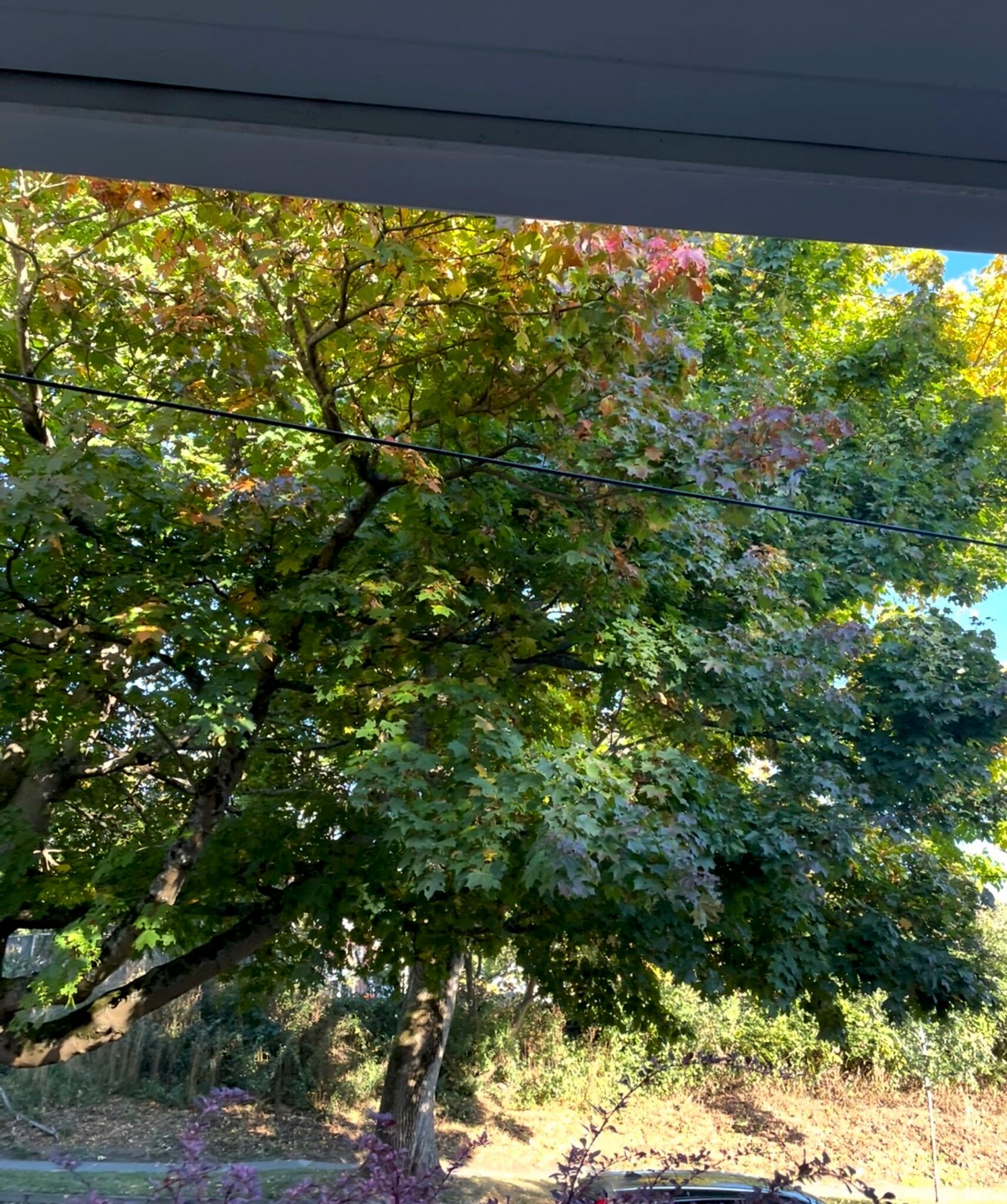 front yard view to park - 4345 4th Ave NW