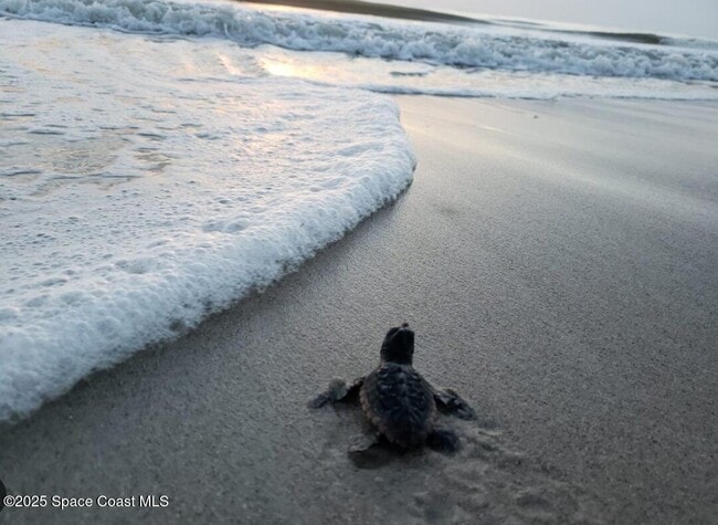 Building Photo - 3037 S Hwy A1A