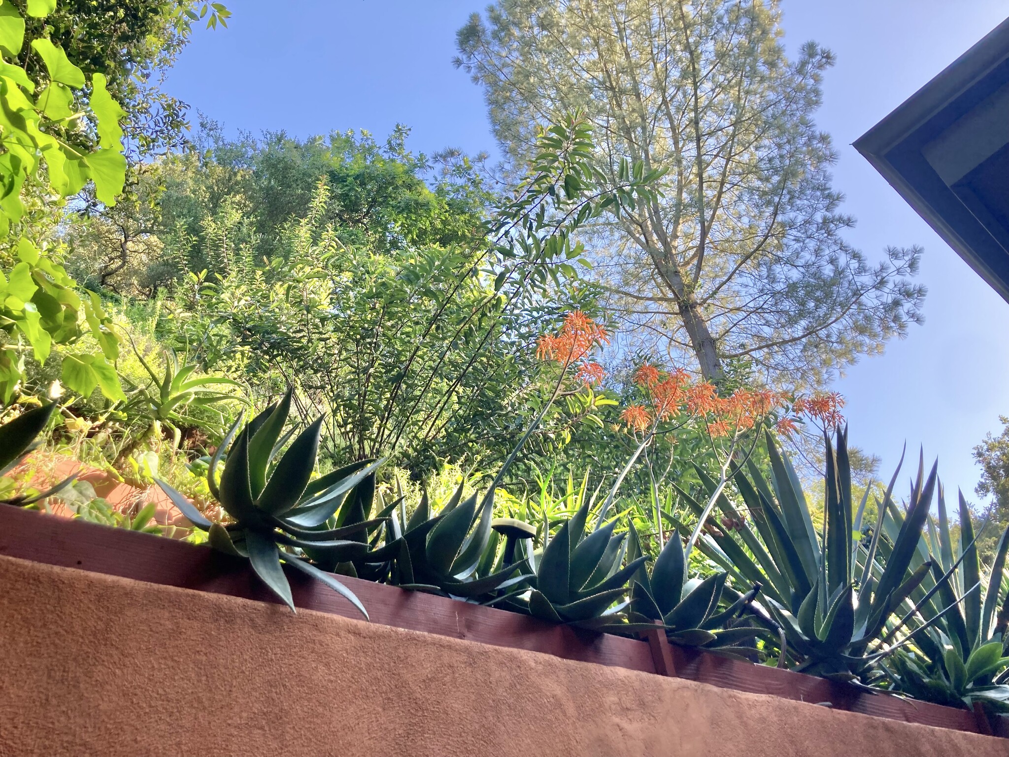 Back Patio Hillside - 8616 Wonderland Ave