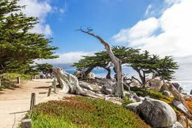 Building Photo - Beautiful 3-Bedroom Pebble Beach Home!