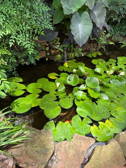 Koi Pond - 1023 W Gardner St