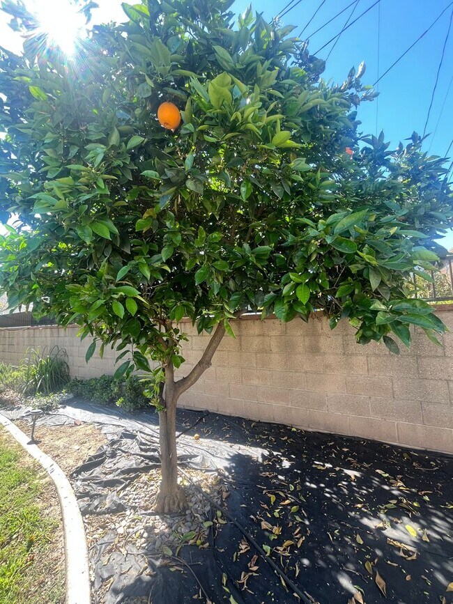 Building Photo - Home with a Cabin Style Family room and backyard Oasis