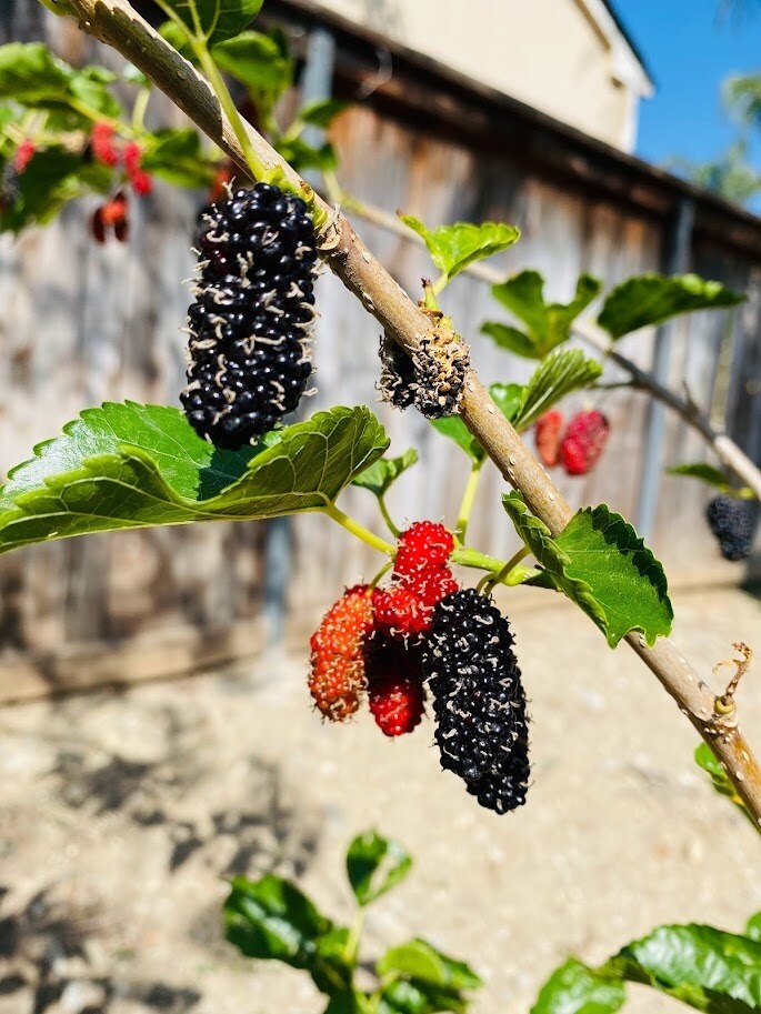 Backyard Mulberry Tree - 14066 Glendale Ct