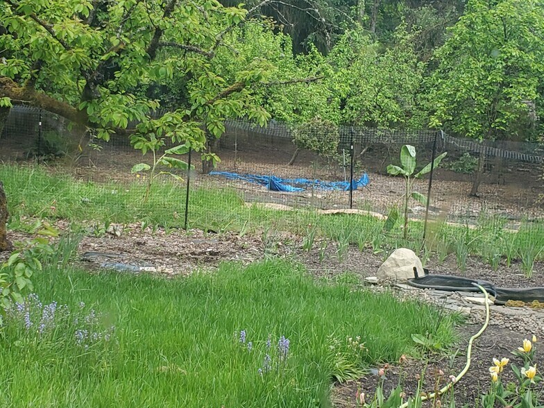 Back yard - 920 SW Stephenson Ct