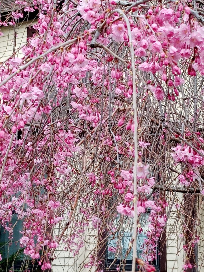 Building Photo - 288 Montgomery St