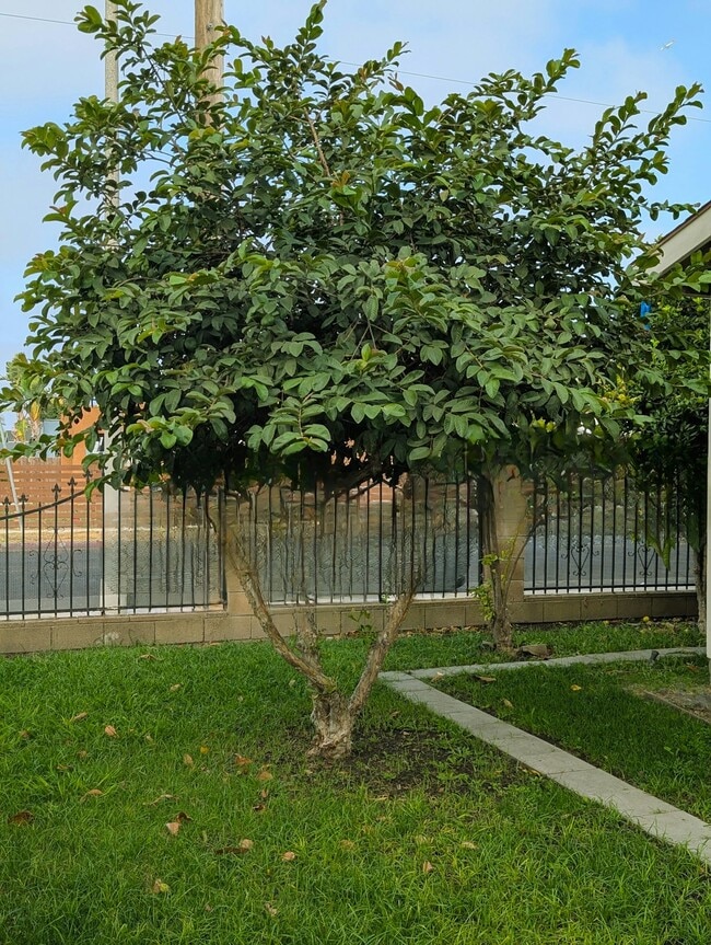 Building Photo - 803 E 89th St