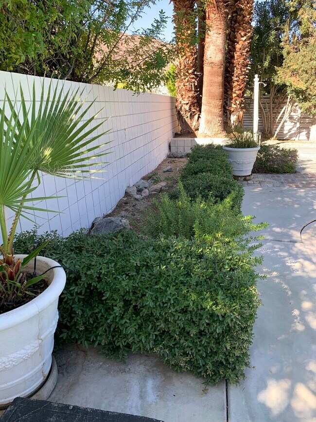 Backyard - 835 N Rose Ave