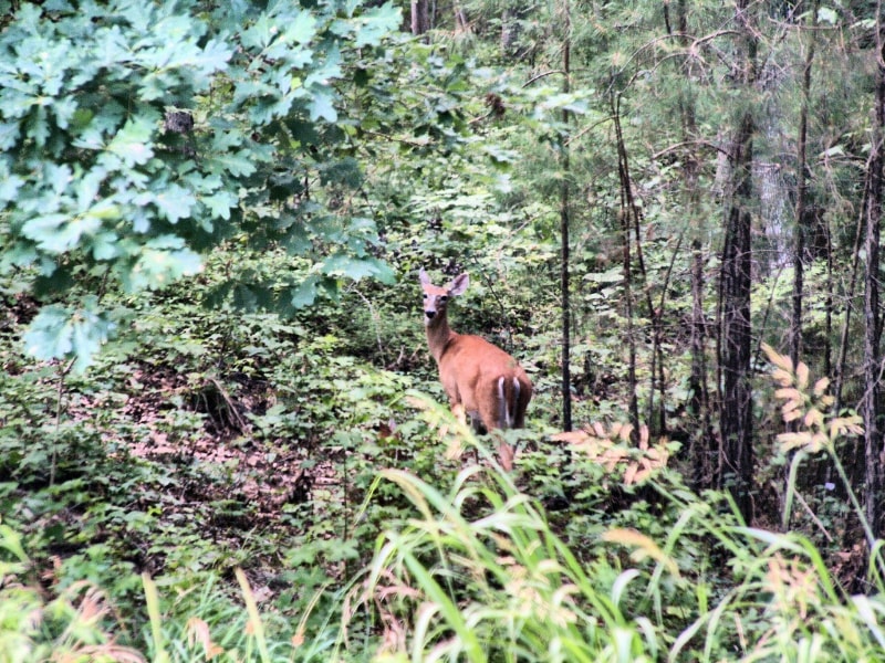 Building Photo - 10 Brown Bear