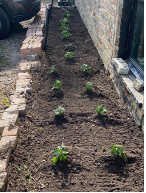 You own garden area. - 1730 N Franklin Pl