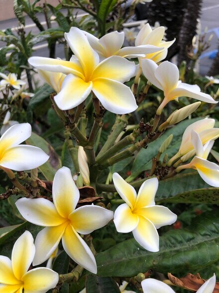 Renovation in progress! Will be posting pictures soon! - 840 W 168th St