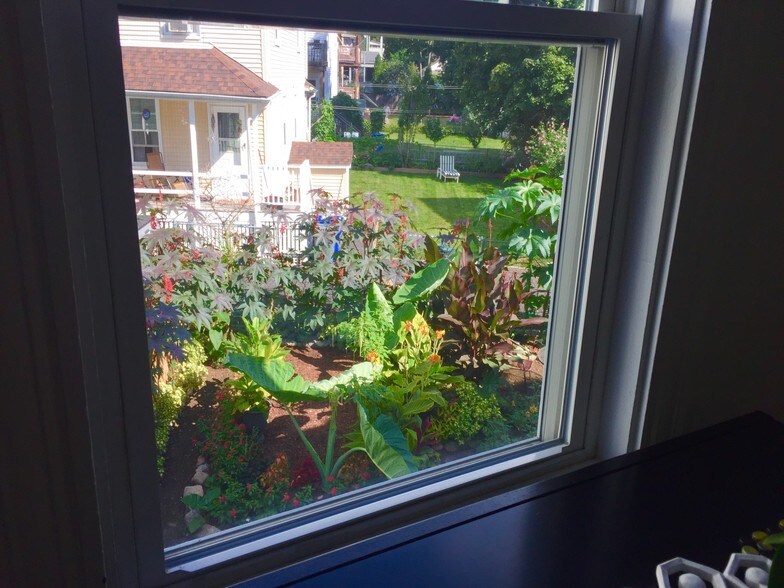 Back garden view from kitchen table - 342 Crescent St