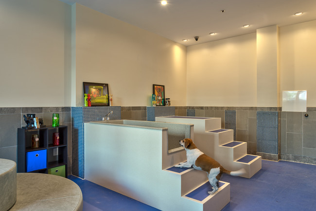 Pet Spa - Berkshire Main Street