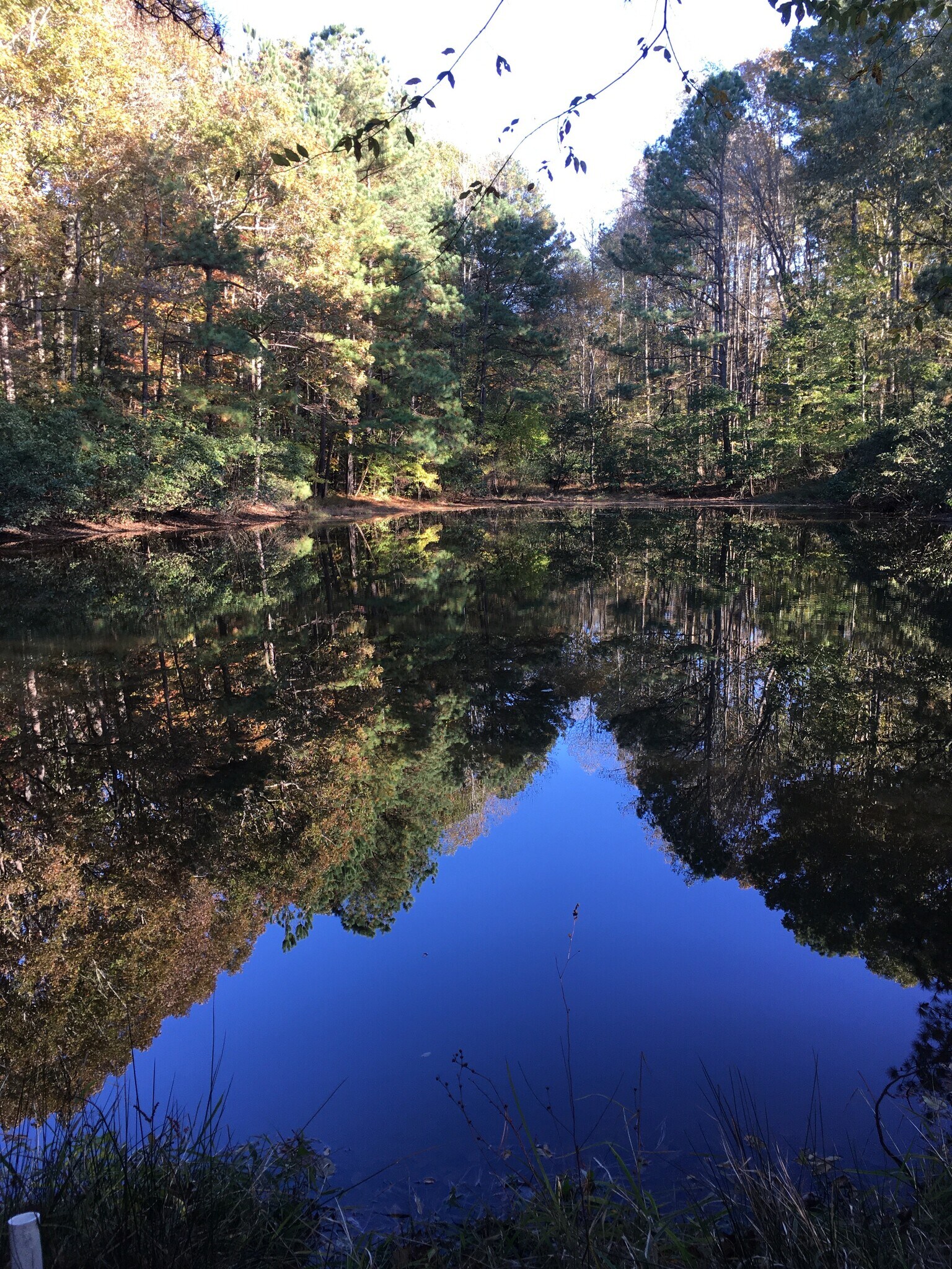 Pond views to soak in on a beautiful day - 718 Dogwood Hill Ln