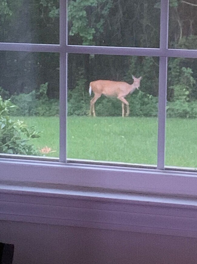 Building Photo - Andover, CT- One bedroom one bath apt in a gorgeous country setting.  It is time for a new start!