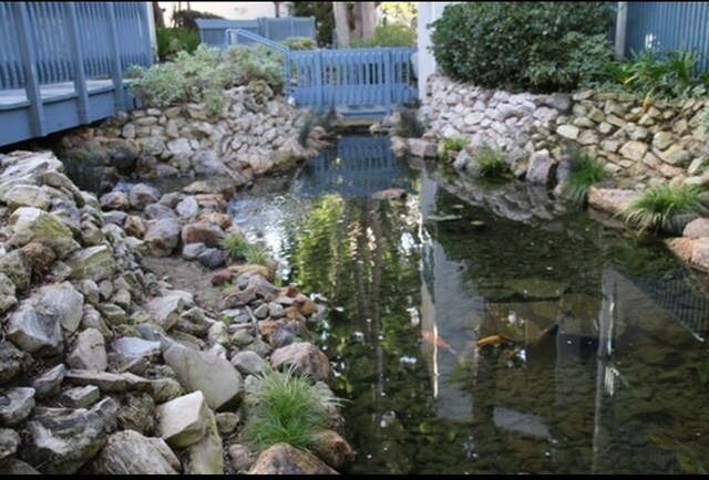 Koi Pond with ducks and turtles - 812 Camino Real