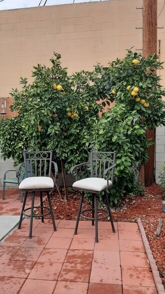 Grapefruit tree - 455 W Elk Ave