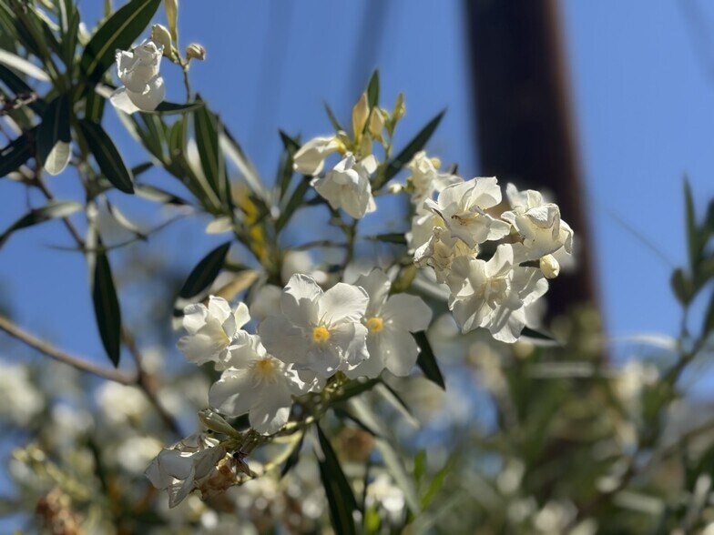 Lovely Flowers in Backyard - 11050 Keswick St