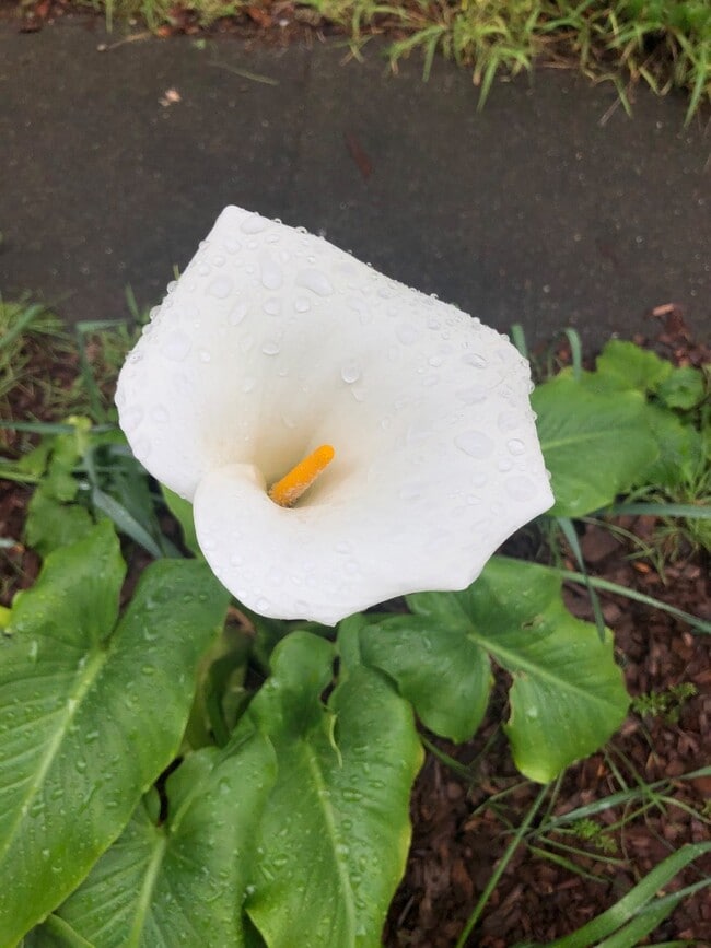 Building Photo - 2345 Fulton St