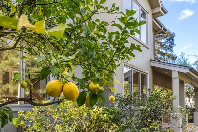 Building Photo - 7BR / 6BA Los Altos Home with Elevator, 3-Car Garage & EV Charging