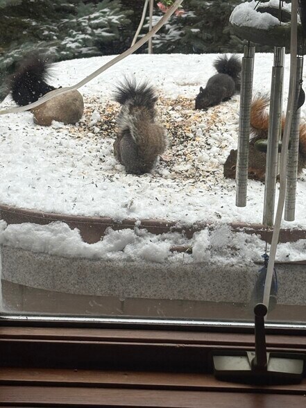 Lots of wildlife - 7230 Fox Meadow Dr NE