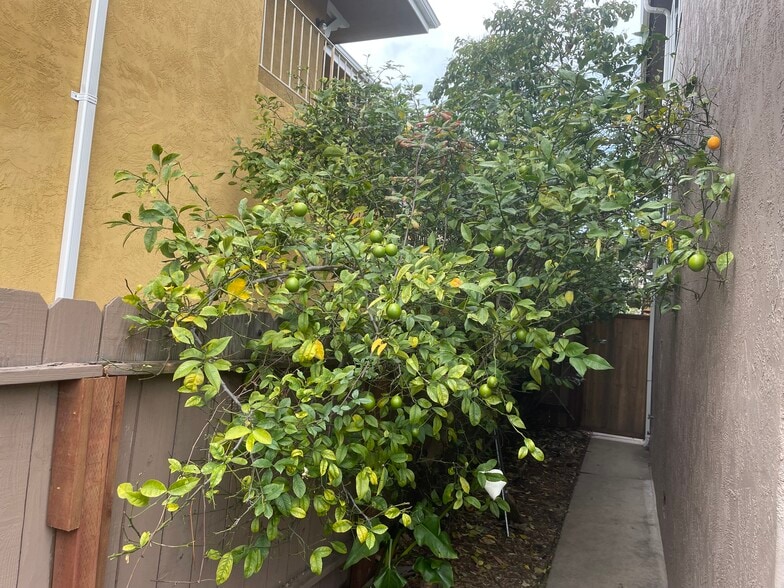Fruit trees - 3440 64th Avenue Plz