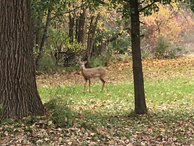 The neighbors. - 585 110th Ave