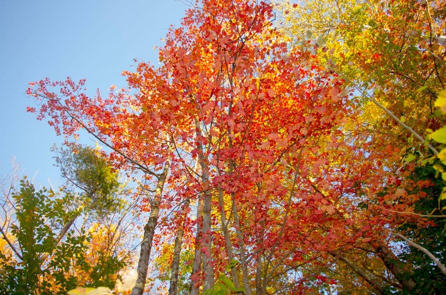 backyard view Fall - 117 Cemetery Rd