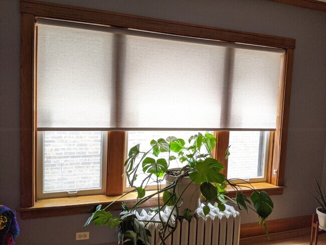 Dining, Shades - 4431 N Springfield Ave