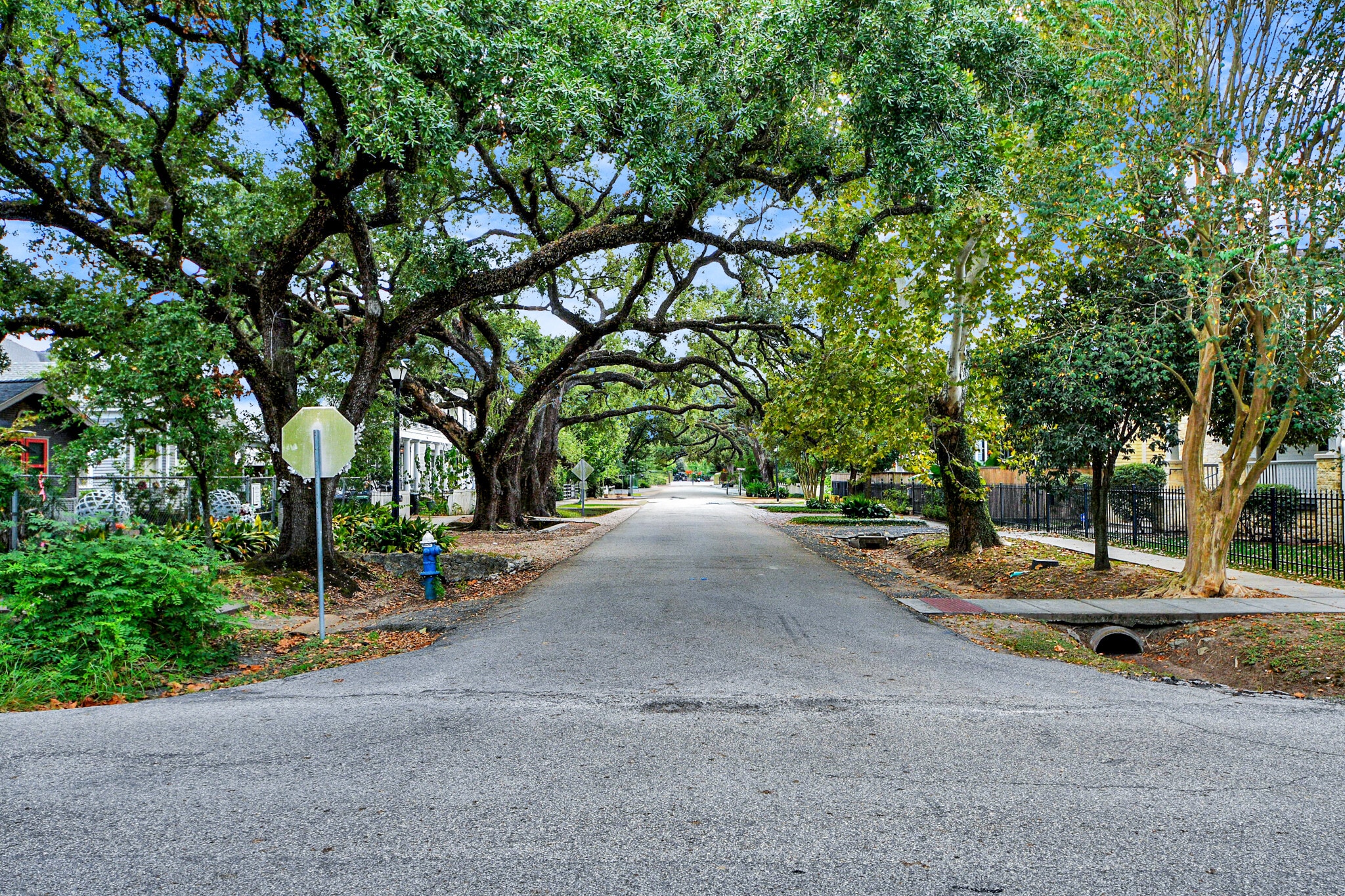 A storybook setting lined with century-old oaks that embrace from both sides. - 620 Rutland St