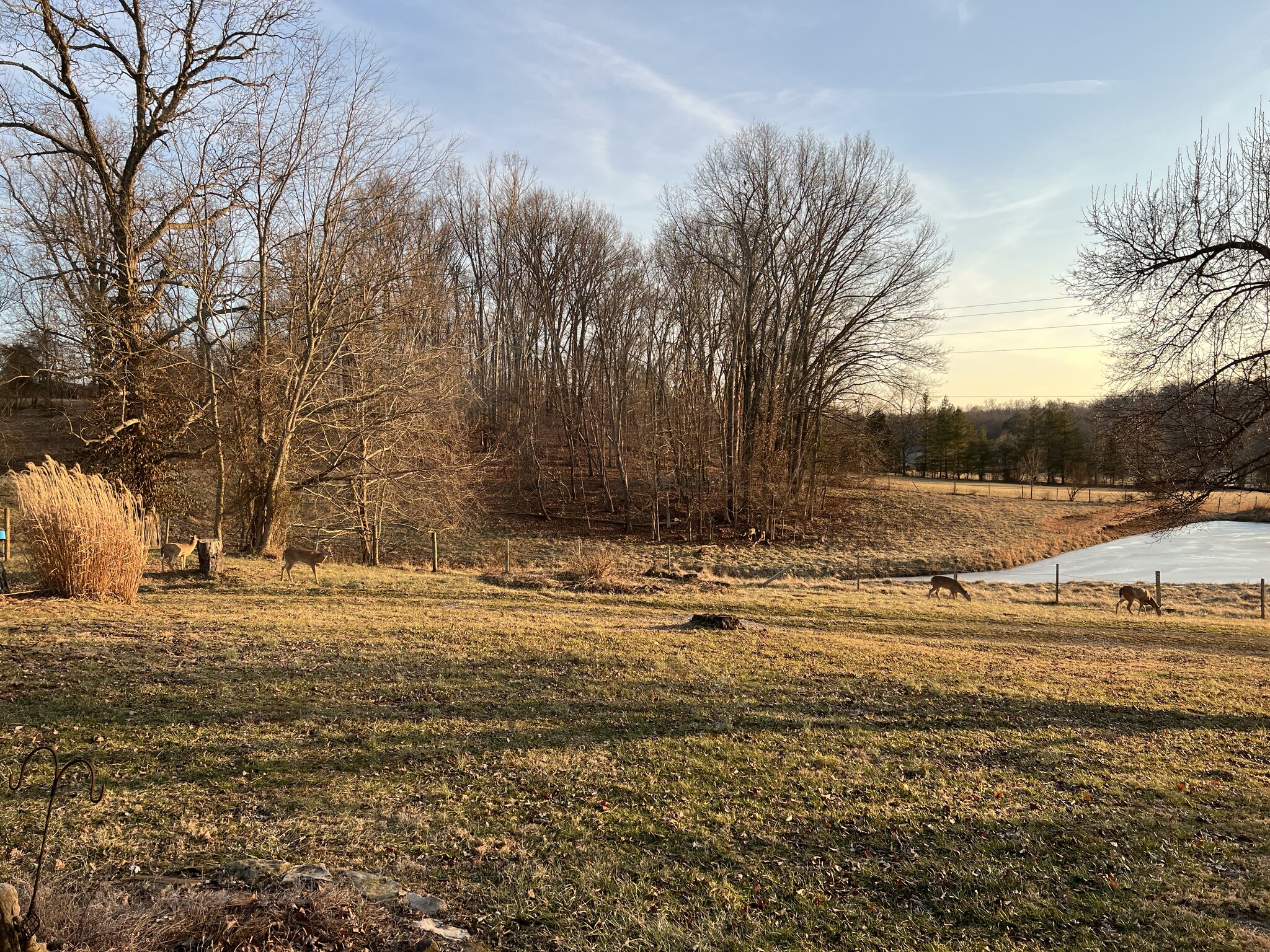 View three winter with deer grazing - 7502 Borden Rd