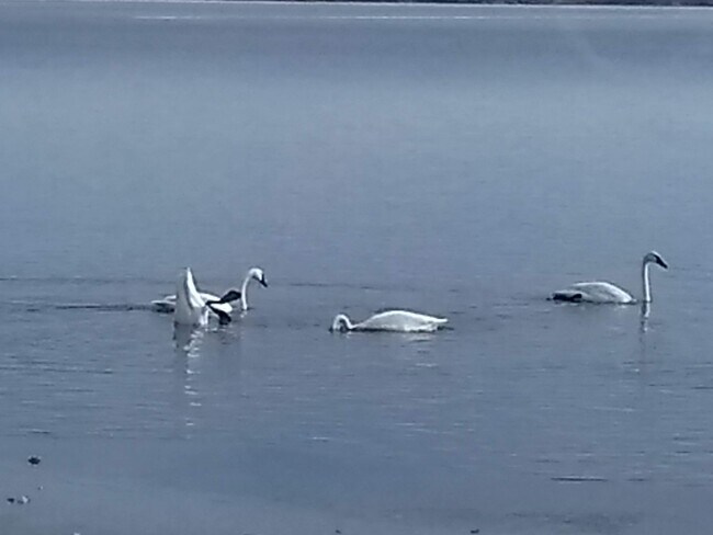 swans - 21253 Lake George Blvd