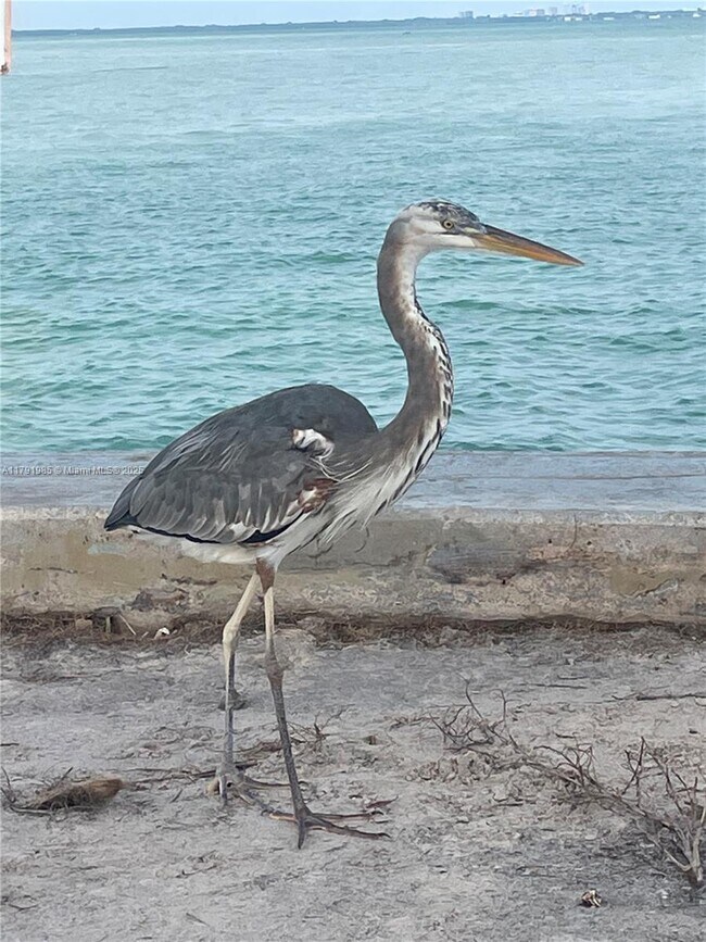 Building Photo - 575 Crandon Blvd