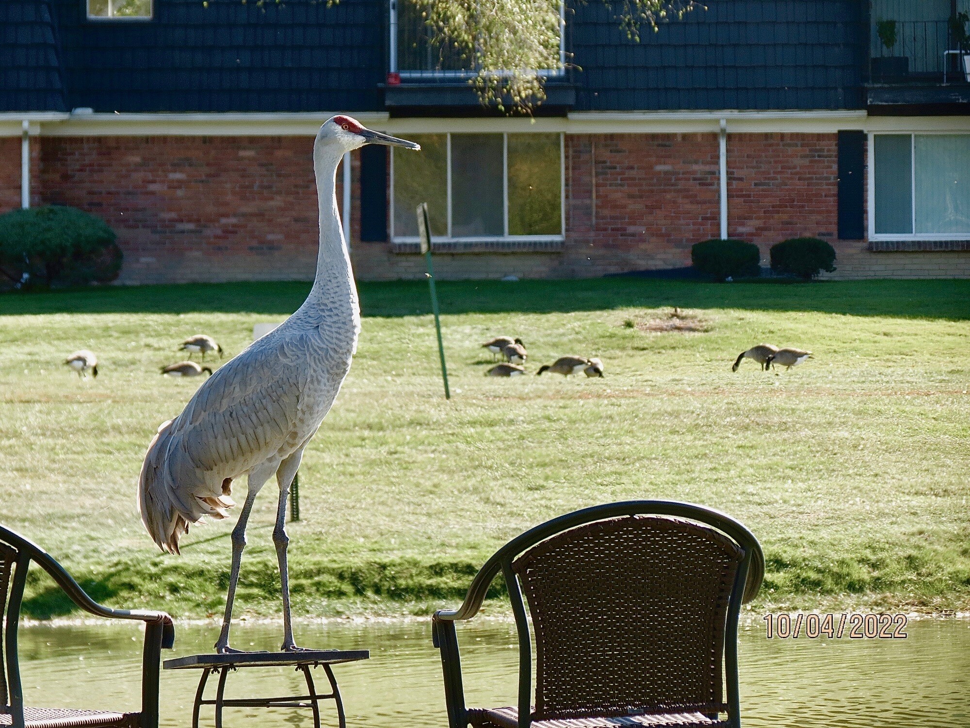 Sandhill crane, ducks, white herons and occasional deer. - 1814 Colonial Village Way