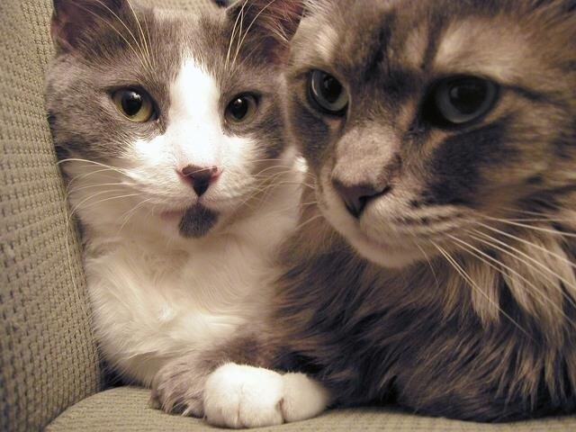 Building Photo - 239 Turner St