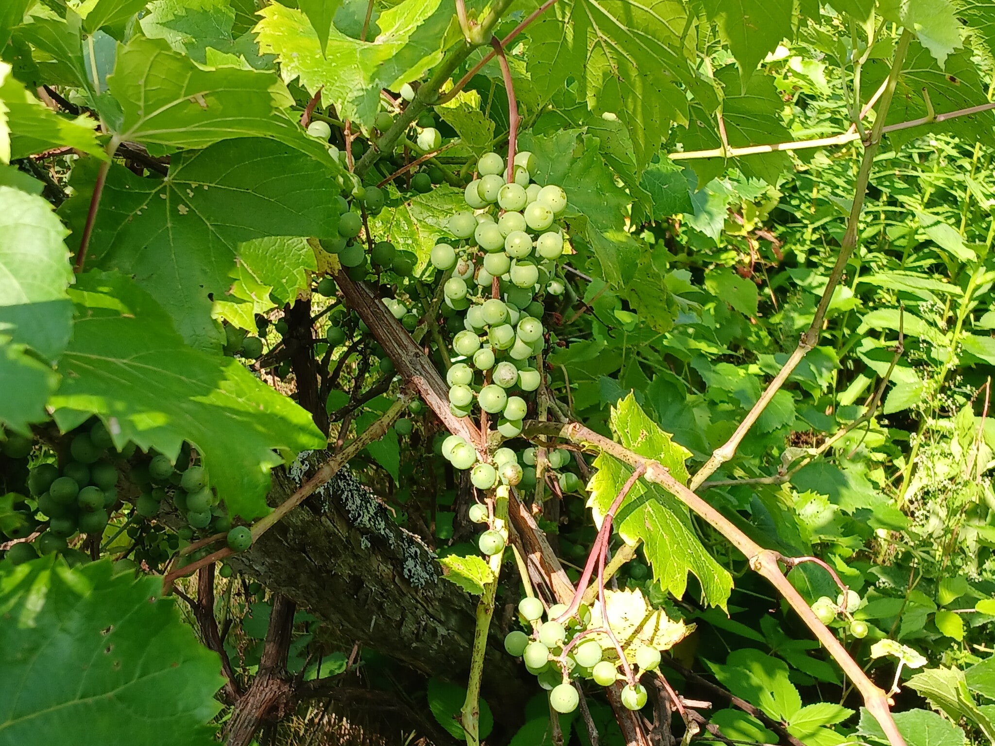 Grapes in front yard - 115 Delta Dr
