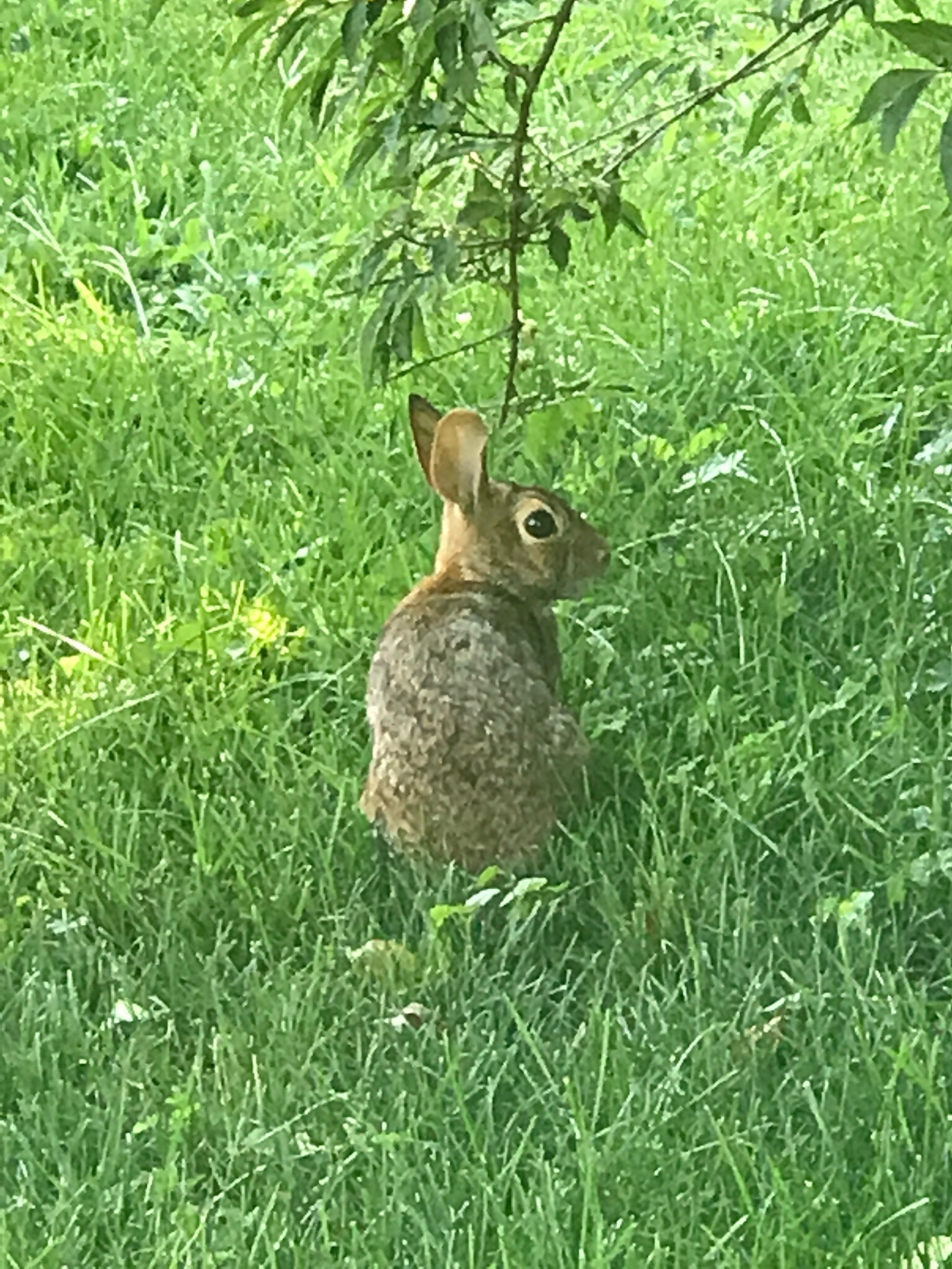 Bunny in the yard - 141 W Broad St