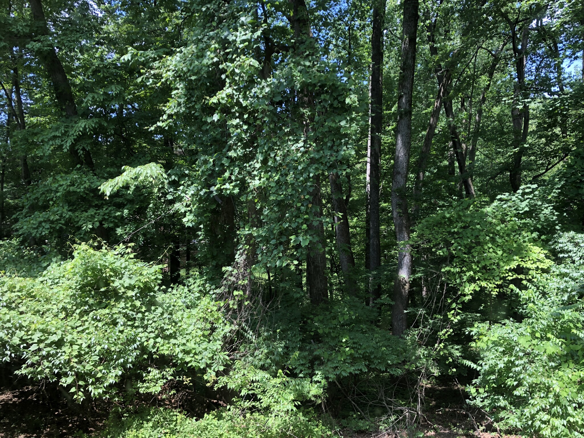 woods out back - 10500 Montrose Ave