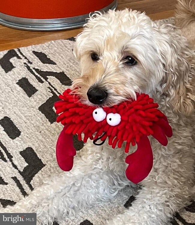 Building Photo - 2707 Adams Mill Rd NW