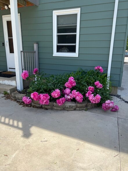 15 peony bushes on property - 2113 N Sherman Ave