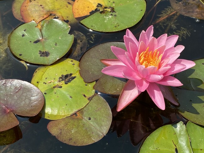 Lotus flowers at Kenilworth Aquatic Gardens. - 526 24th St NE