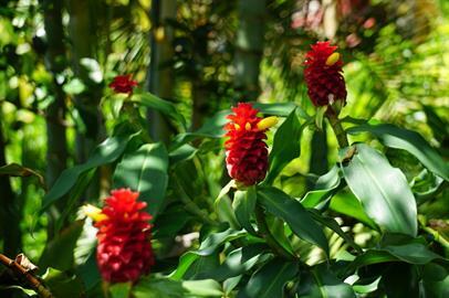 Building Photo - 3270 Huelani Dr