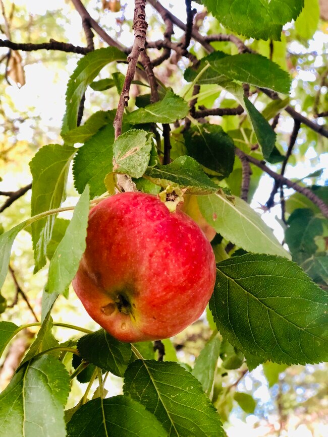 Building Photo - 114 Upper Ranchitos Rd