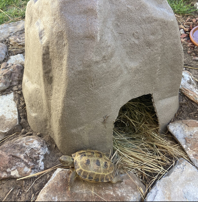 Baby Tortellini with Her Baby Lizard Friend - 21806 Redbeam Ave