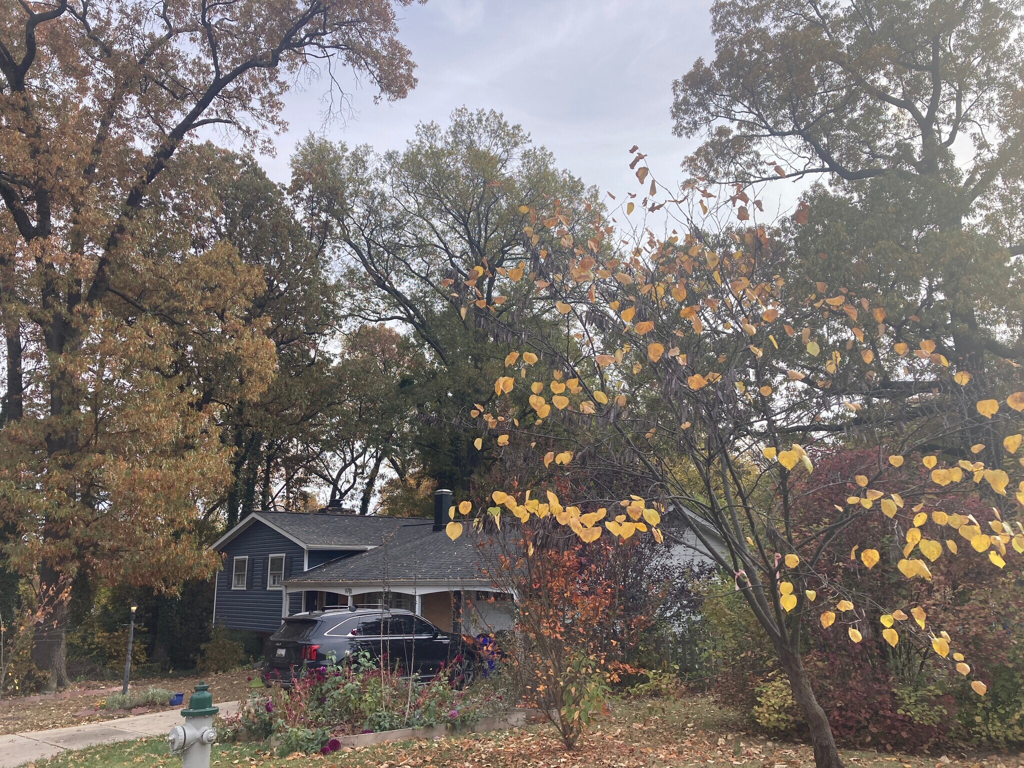 House in the fall - 9718 48th Pl
